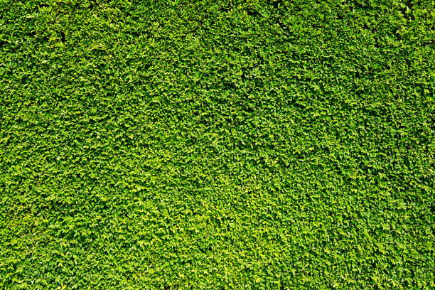 istock Abstract green leaves natural wall 1292339470