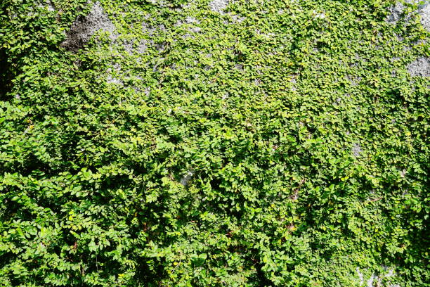 Close-up Ivy Creeping climbing green plant stone wall