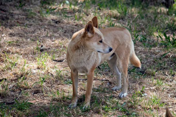 istock the golden dingo is looking out for danger 1292340282