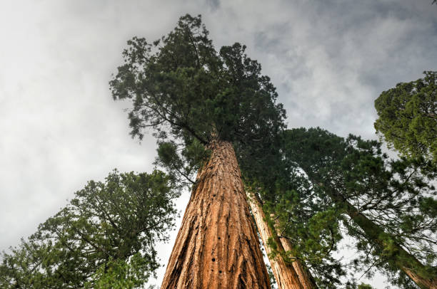 istock Mariposa Grove - Yosemite, California 1292340296