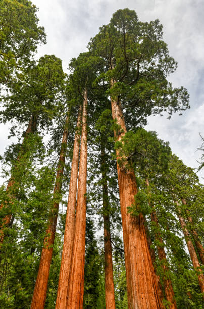istock Mariposa Grove - Yosemite, California 1292340313