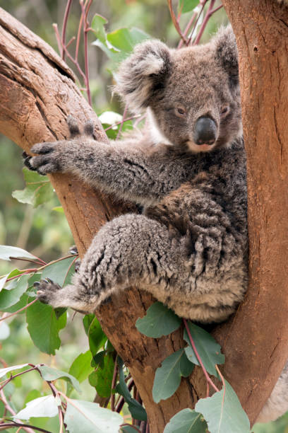 istock the young koala is grey and rufous with fluffy ears 1292340352
