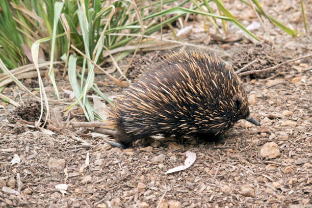 istock this is a side view of an echidna 1292340392