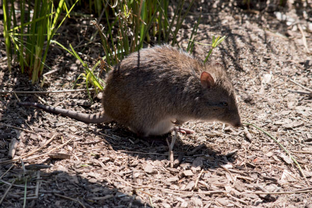 ポトルーは後ろ足で立っている - long nosed potoroo ストックフォトと画像