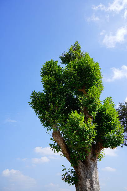 istock Cut leaf of big tree branches on cloudy blue sky 1292341049
