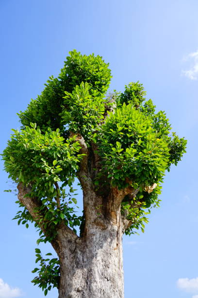 istock Cut leaf of big tree branches on cloudy blue sky 1292341051