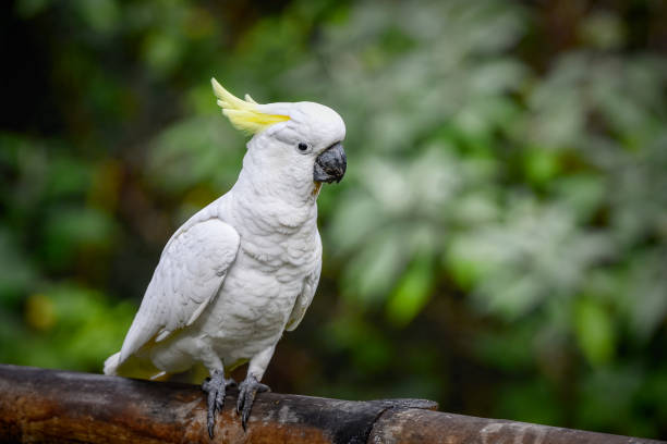 istock Sulphur Crested Cockatoo 1292341182