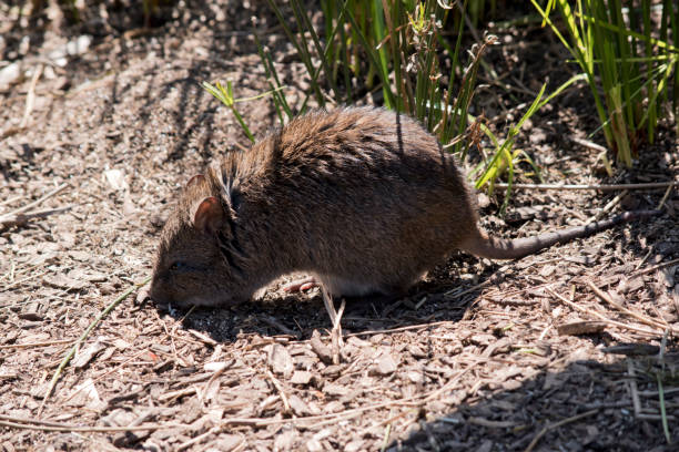 c’est une vue de côté d’un potoroo - potoroo photos et images de collection