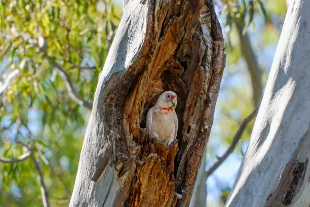 The long-billed corella or slender-billed corella (Cacatua tenuirostris) is a cockatoo native to Australia, which is similar in appearance to the little corella and sulphur-crested cockatoo. This species is mostly white, with a reddish-pink face and forehead, and has a long, pale beak, which is used to dig for roots and seeds.