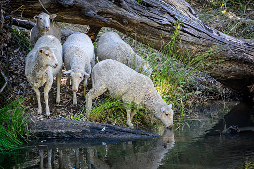 Sheep reflections drinking from the Campaspe River in Central Victoria
