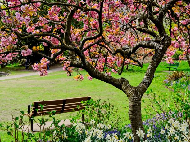 Springtime blooms in Beacon Hill Park stock photo