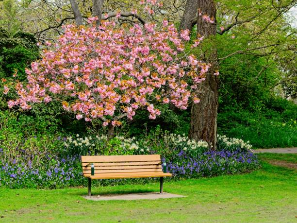 istock Springtime blooms in Beacon Hill Park 1292343093