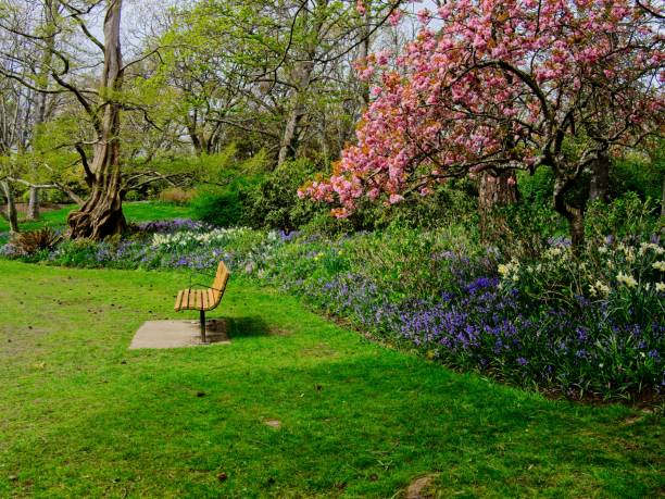 istock Springtime blooms in Beacon Hill Park 1292343095