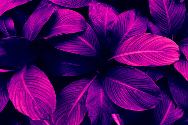 istock tropical leaves, purple background 1292344492
