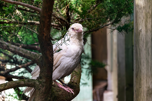 An albino white crow with a pink beak sits on a branch against a background of green bushes, in the summer during the daytime.
