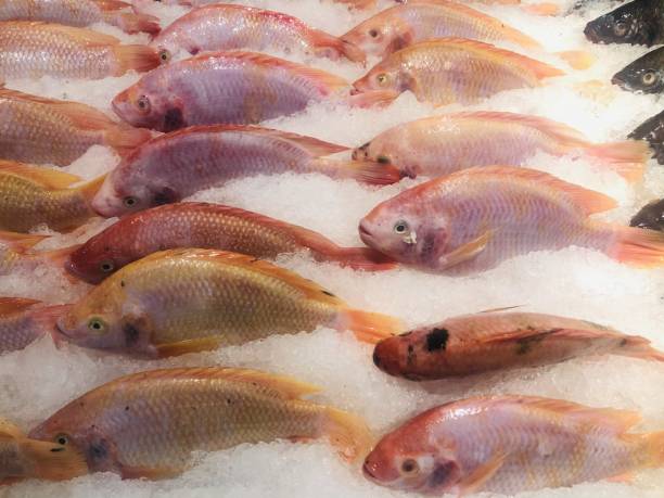 istock fresh fish on ice Tilapia red is raised on ice cubes. in supermarket 1292347679