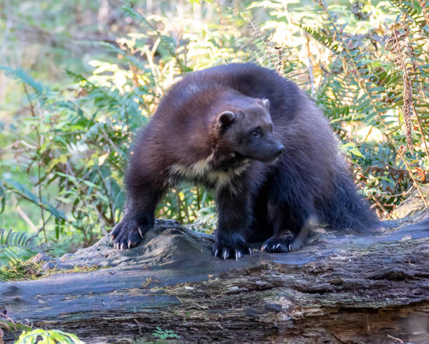 istock The Wolverine in the Forest 1292348823