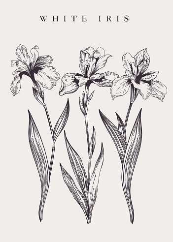 Vintage poster with three irises. Black and white.