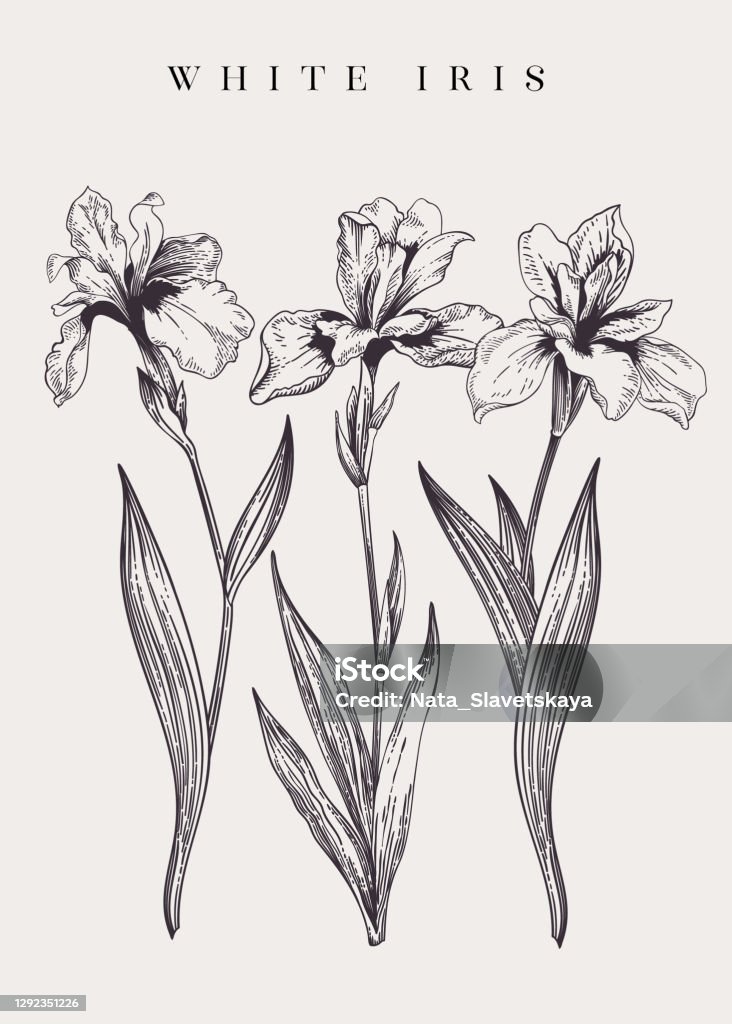 Vintage poster with three irises. Vintage poster with three irises. Black and white. Iris - Plant stock vector