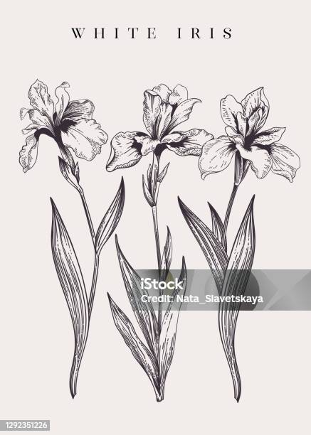 Vintage Poster With Three Irises Stock Illustration - Download Image Now - Iris - Plant, Flower, Drawing - Art Product