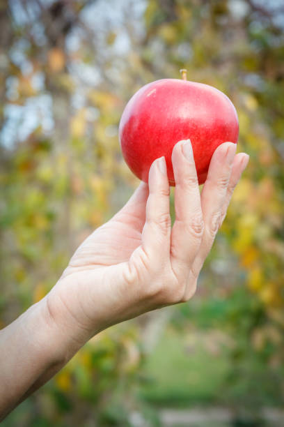 istock Woman's hand holding red apple against the natural background. 1292353560