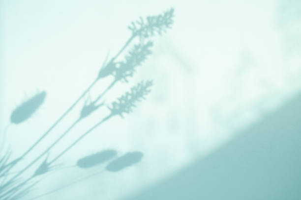 Shadowing of the blue countryside