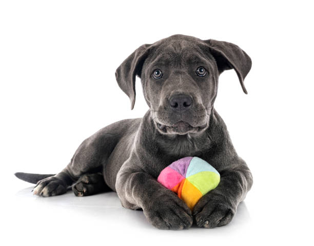 puppy italian mastiff puppy italian mastiff in front of white background cane corso stock pictures, royalty-free photos & images