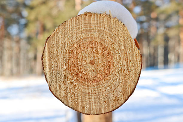 Cross-section of a pine log with annual rings. Woody structure. Sawed tree.