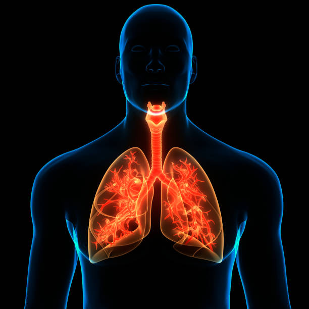 istock Human Respiratory System Lungs Anatomy 1292355737