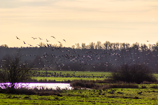 some birds flying over a field