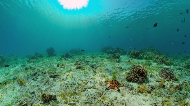 istock Coral reef and tropical fish underwater. Philippines 1292356930