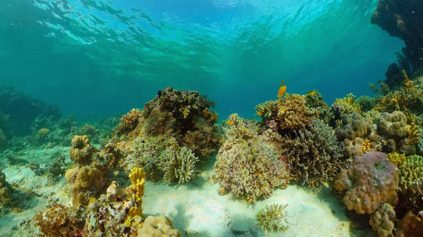istock Coral reef and tropical fish. Philippines 1292356956