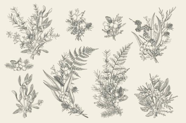 bukiety leśne. kompozycje kwiatowe. - botanical illustration stock illustrations