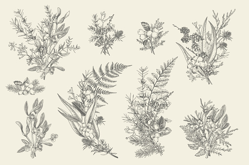 Natural forest bouquets for decoration. Floral arrangements. Evergreens, conifers, berries, leaves, thorns, cones. Vector vintage illustration. Black and white.
