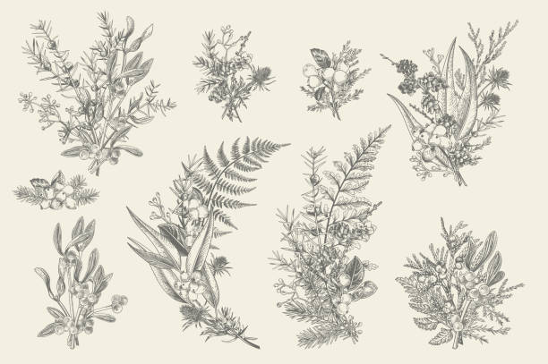 Forest bouquets. Floral arrangements. Natural forest bouquets for decoration. Floral arrangements. Evergreens, conifers, berries, leaves, thorns, cones. Vector vintage illustration. Black and white. botany stock illustrations