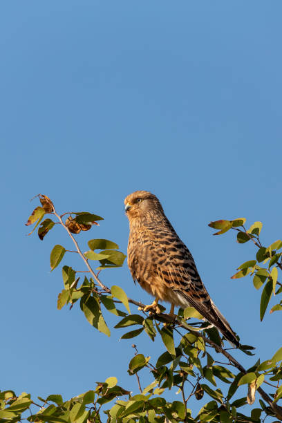 istock Greater kestrel, Etosha, Namibia safari wildlife 1292358079