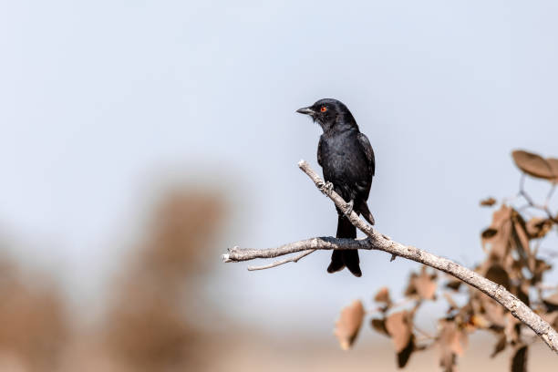 istock bird Fork-tailed Drongo Africa Namibia safari wildlife 1292358093
