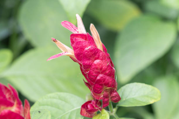 Justicia brandegeeana plant in the garden.Also known as Mexican shrimp plant,shrimp plant or Red Pinecone. Justicia brandegeeana plant in the garden.Also known as Mexican shrimp plant,shrimp plant or Red Pinecone. justicia brandegeeana stock pictures, royalty-free photos & images