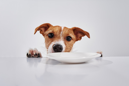 Jack Russell terrier dog with empty plate on the table. Portrait of cute dog