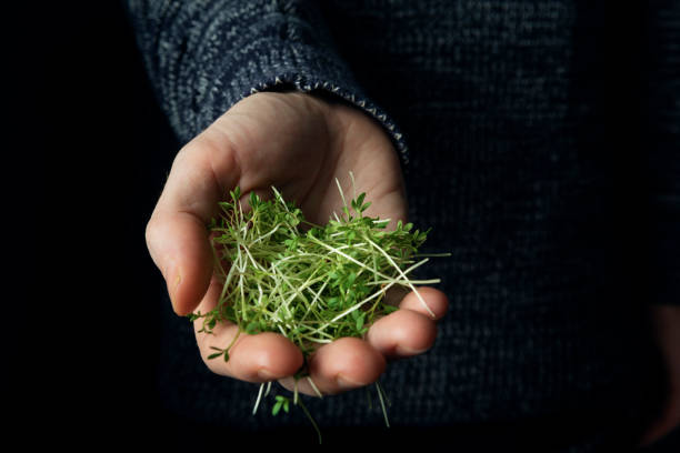 istock Male hands hold watercress microgreens 1292360120