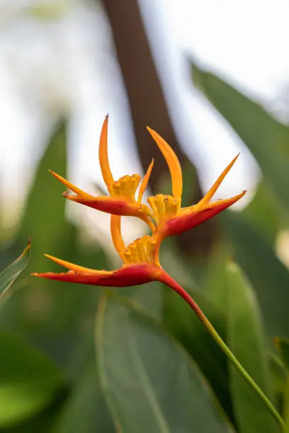 Photo of Beautiful Heliconia flower. Common names for the genus include Dwarf Jamaican flower,lobster-claws, toucan peak, wild plantains or false bird-of-paradise.