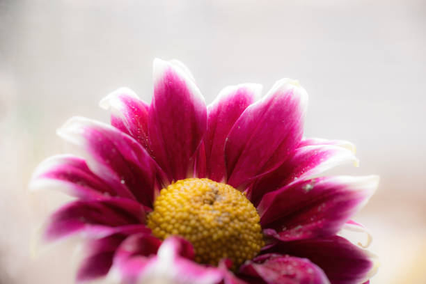Chrysanthemum close-up with drops of water on the petals.