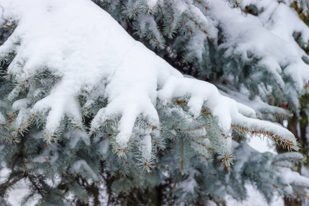 istock Branches of blue spruce covered with wet snow during thaw 1292363371