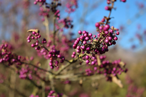 Beautyberry bush with ripe purple berries on branch against blue sky. Callicarpa bodinieri bush in the garden on winter season