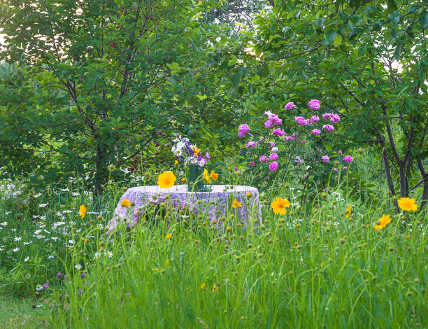 Table covered by laced tablecloth, vintage coffee pot with bouquet of wild flowers in the summer blooming garden near the cherry tree