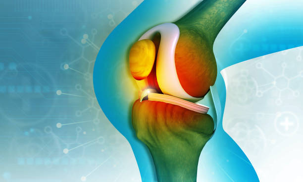 istock Human knee joint anatomy 1292366902