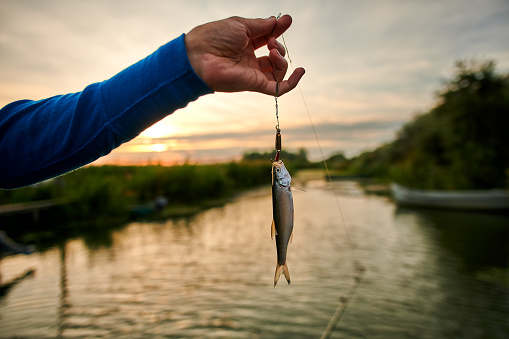 Side view of man showing fish caught in fishing rod in Romania in Danube Delta