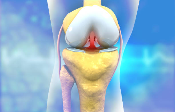 anatomie articulaires du genou humain, douleurs articulaires au genou - human knee pain human spine human joint photos et images de collection
