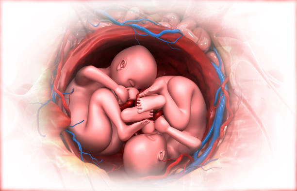 Twins fetus in womb. 3d illustration
