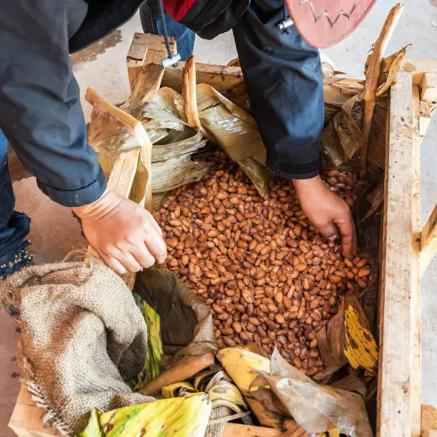 Cocoa beans are fermented in wooden boxto develop the chocolate flavor